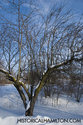 Apple Tree