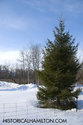 Small Spruce By The Wire Fence