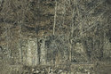 Stone Ruins In The Forest