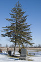 Tombstones And Spruce Tree