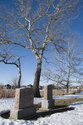 Tombstones By Row Of Poplars