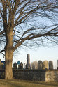 Old Trees Around Cemetery