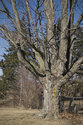 Ancient Tree Along The Cemetery