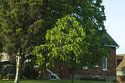 View Billy Green House
