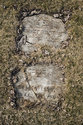 Anshe Sholom Cemetery