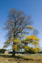 Very Old Ash Tree On The Felker Property