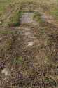 Overgrown Barn Foundation
