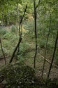 Looking East Into The Quarry From The Western Lip