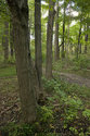 Row Of Trees Near The Used Coal Pile