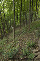 The Quarry Edge As It Goes Over The Niagara Escarpment