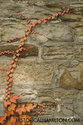 Orange Vine Growing On The Stone Wall