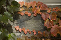 Green And Orange Leaves On School Window Sill
